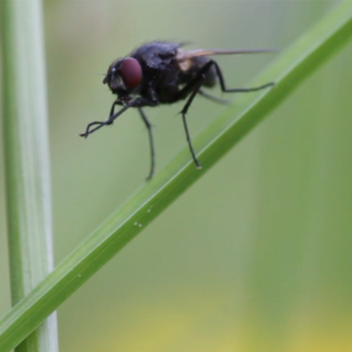 L'Avis des mouches et l'Affaire coccinelle