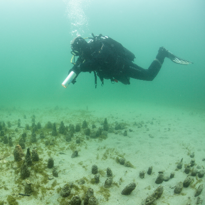 Vue des piquets et pieux dépassant des sédiments sur le site lacustre de Conjux. Crédit photo Rémi Masson