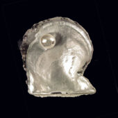 Huître perlière de Bahreïn