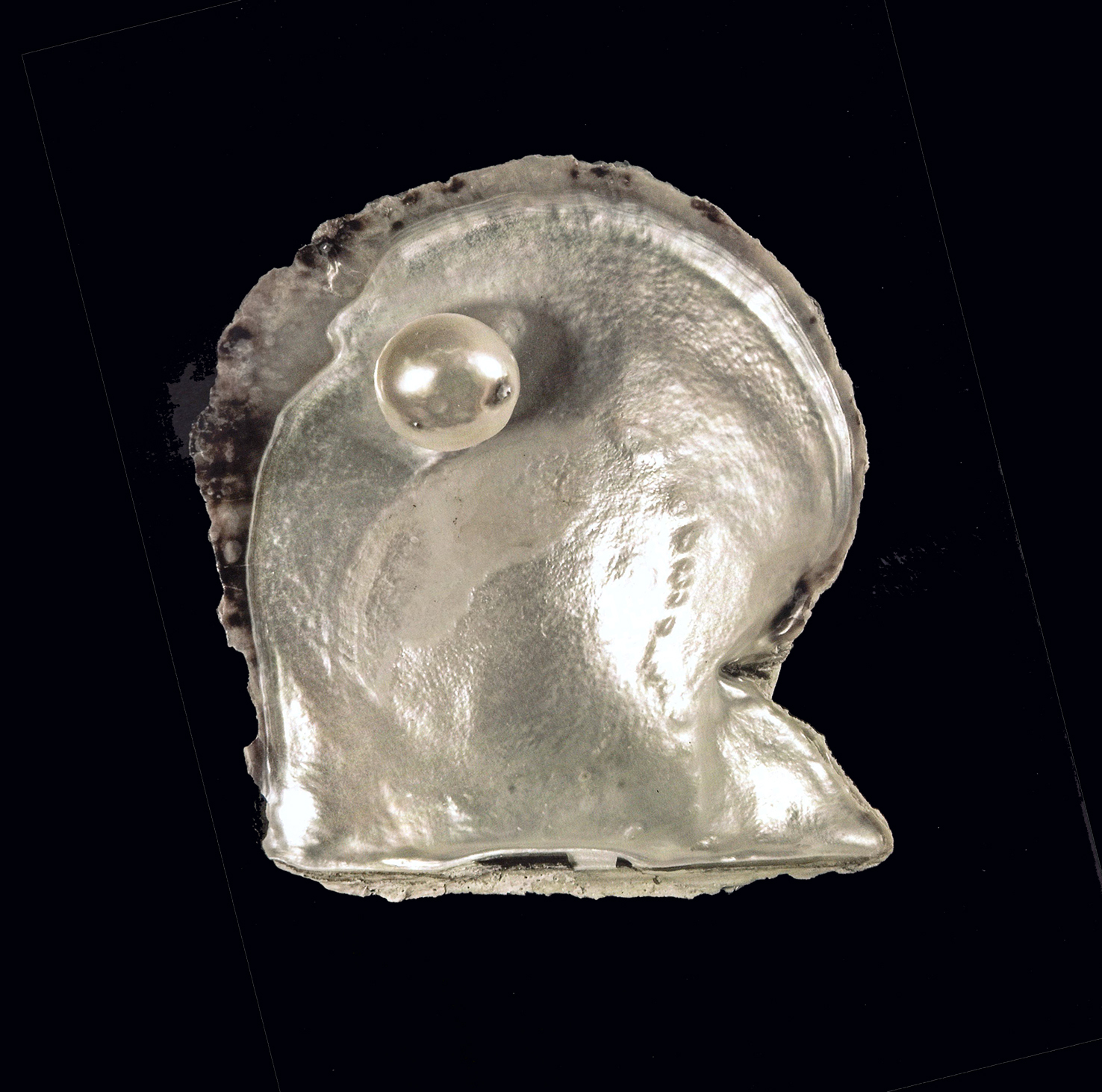 Huître perlière de Bahreïn