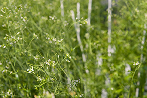 Hampes florales Arabettes des dames