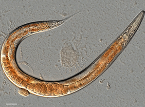 Nématode adulte, "Caenorhabditis elegans", visualisé au microscope plein champ à lumière transmise