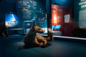 Renard empaillé au musée de sciences biologique Dr Mérieux