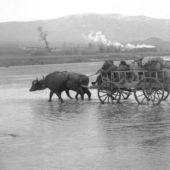 photo en noir et blanc. Un convoi de charriot lourdement chargé, tiré par un bovin, traverse un plan d'eau (de droite à gauche), tandis qu'en arrière plan un train à vapeur s'éloigne en sens opposé. à l'horizon, on distingue une chaine de montagnes.